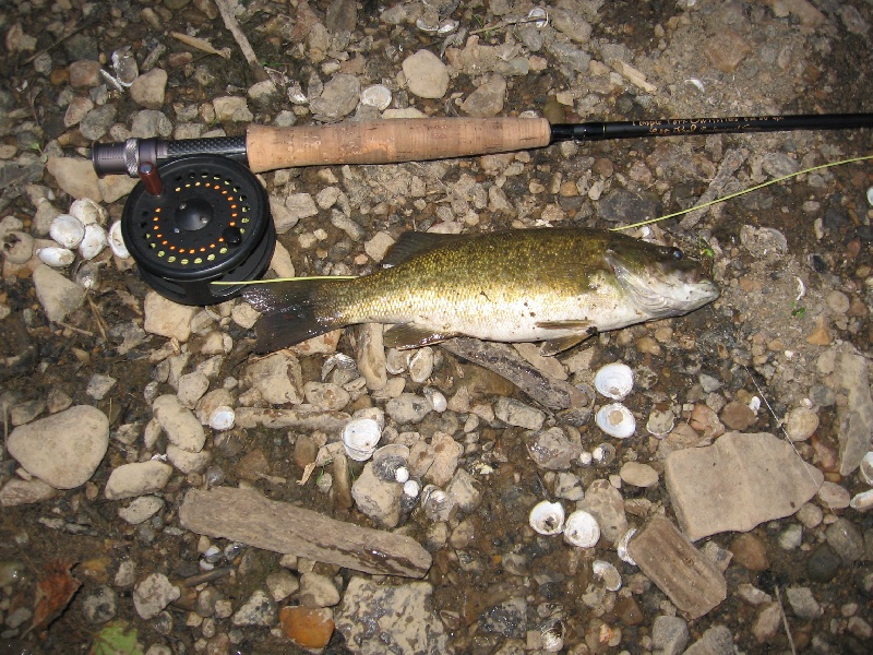 Goose creek smallie