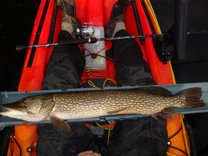 8 Pounds/ 30" Northern Pike